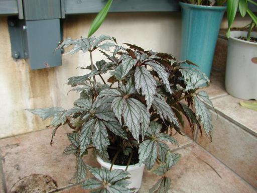 B. ‘Crystals of Snow’